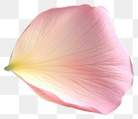 PNG Pink flower petal soft photography botanical.