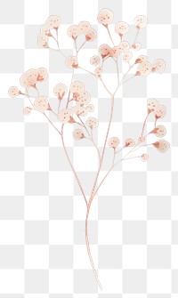 PNG Aesthetic Gypsophila flower flowers art illustration.