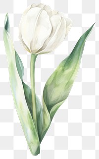 PNG Pastel coquette tulip illustration watercolor flower.