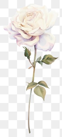 PNG Pastel coquette white rose art illustration flower.