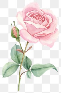 PNG Pastel coquette rose art illustration watercolor.