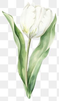 PNG Pastel coquette tulip illustration watercolor flower.