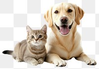 PNG Dog and cat animal kitten happy.