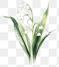 PNG Aesthetic spring Lily of the Valley flower illustration watercolor valley.