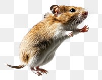 PNG Hamster jumping background hamster animal.