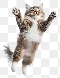 PNG Pet jumping background kitten white.