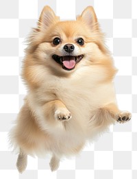 PNG Pomeranian jumping pet background canine.