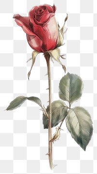 PNG Rose illustration vintage flower.