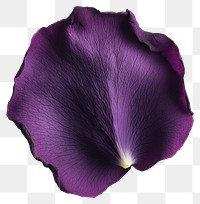 PNG Purple rose petal flower botanical blossom.