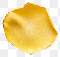 PNG Yellow rose petal isolated flower single.