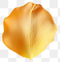 PNG Yellow rose petal delicate texture delicate texture.