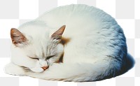 PNG Photography glitter white cat animal sleeping peaceful.