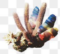 PNG Photography glitter coral reef ocean invertebrate decoration.