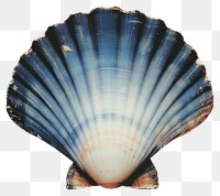 PNG Photography sea shell seashell invertebrate seafood.