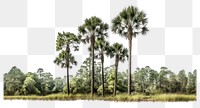 PNG Pine trees outdoors vegetation landscape.