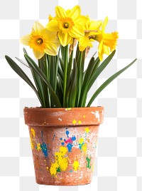 PNG Yellow daffodils artistic flower spring.