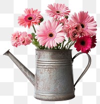 PNG Pink cherry blossoms and red gerberas watering flowers daisies.