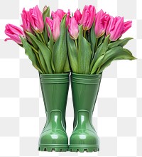 PNG Spring tulips flowers green boots.