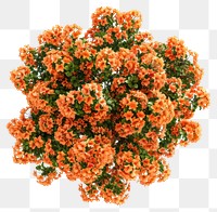 PNG Flower tree flowers orange plant.