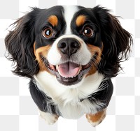 PNG Cavalier King Charles Spaniel spaniel dog cavalier.