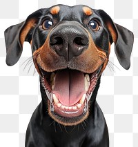 PNG Doberman Pinscher dog animal happy.