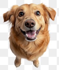 PNG Golden Retriever dog retriever animal.