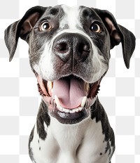 PNG Great Dane dog animal happy.