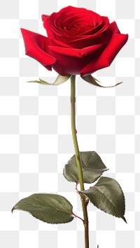 PNG Red rose background isolated flower.