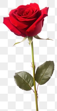 PNG Red rose background isolated flower.