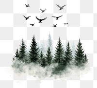 PNG Forest with spruce trees flying birds illustration.