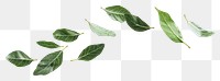 PNG Falling green ten leaves leaf background nature.