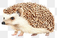 PNG Hedgehog hedgehog illustration animal.