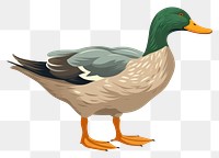 PNG Mallard duck illustration animal bird.