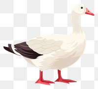 PNG Muscovy duck illustration animal goose.