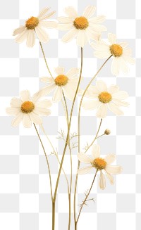 PNG Dried flower flowers background daisies.