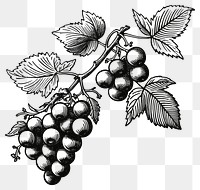 PNG Berry drawing grapes line.