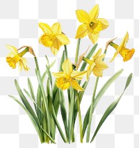 PNG Daffodils or narcissus daffodils flowers yellow.