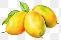 PNG Illustration of mango fruit watercolor botanical.