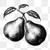 PNG Pears pear art drawing.