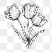 PNG Illustration of Tulip drawing flowers sketch.