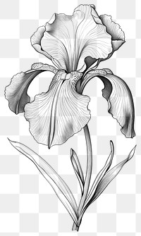 PNG Black and white Iris iris illustration drawing.