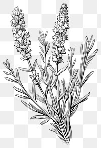 PNG Black and white Lavender illustration lavender drawing.