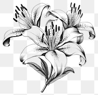 PNG Illustration of Lily lily flowers white.