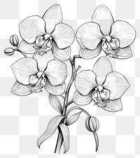 PNG Illustration of Orchid orchid drawing flower.