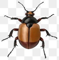 PNG Beetle illustration insect invertebrate.