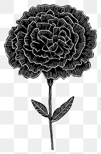 PNG Carnation flower illustration silhouette carnation.