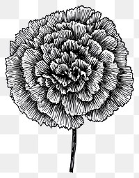 PNG Carnation flower illustration carnation drawing.