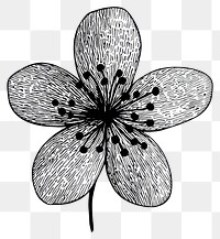 PNG Azalea flower illustration drawing design.