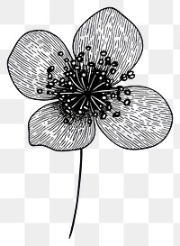 PNG Balloon flower flower illustration drawing design.