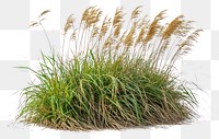 PNG Clump of tall grass background isolated plant.